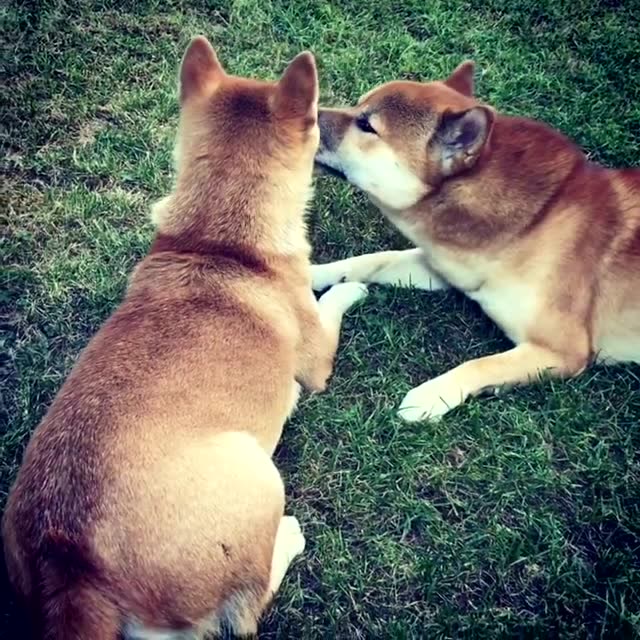 两只柴犬趴在草地上亲亲