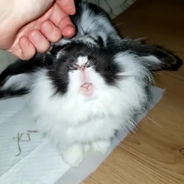 主人抚摸兔子的头