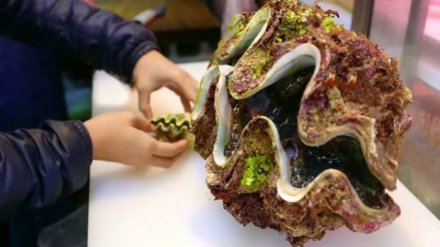 极品巨型大蛤蜊,满身海藻青苔,肉还在动直接"生吃",好可怕