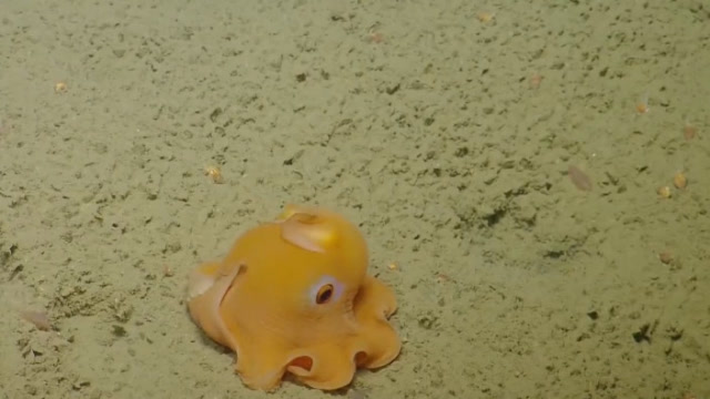 会害羞捂脸的烙饼章鱼网友都被萌翻了看完好想养一只啊