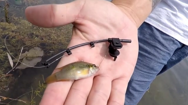 世界上最小的鱼竿图片