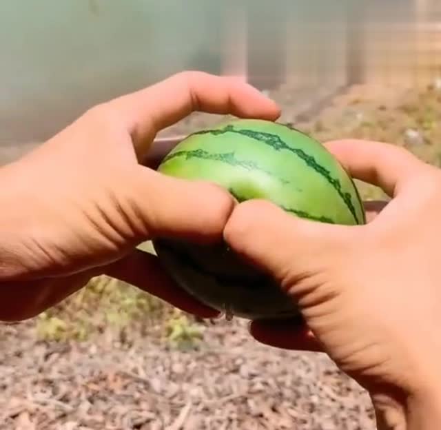 第一次见这种巴掌大的西瓜,掰开的那一刻我看馋了