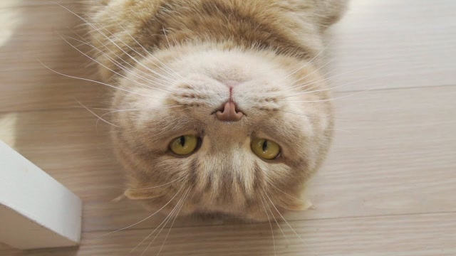 趣味萌宠:小猫咪吃糖果,哈哈