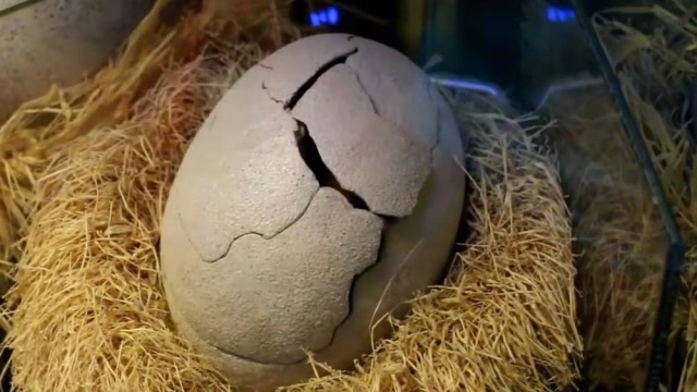 人造恐龙蛋破壳,露出小脑袋的那一瞬间,围观群众眼睛都直了