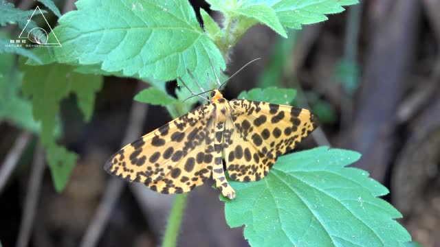 菜鸟认昆虫28 大斑豹纹尺蛾