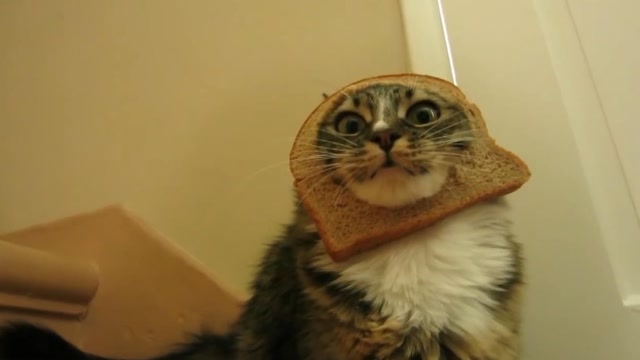 主人在猫脸上放面包片,猫咪会感动吗?猫:我不敢动