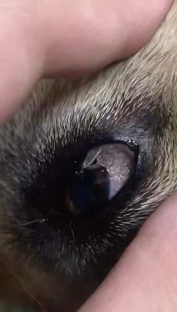 麻醉了,寄生虫的一种眼线虫,马上手术取出!太多了,所以平.