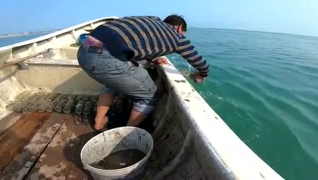 用几百个墨鱼瓶来赶海,里面有大丰收