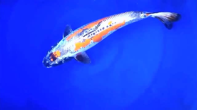 真漂亮,55公分辉龙锦鲤,看着养眼