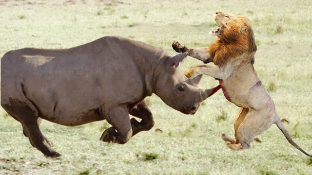 老犀牛躺地上睡正香呢,狮子上来就开吃,无力反抗的画面让人心塞