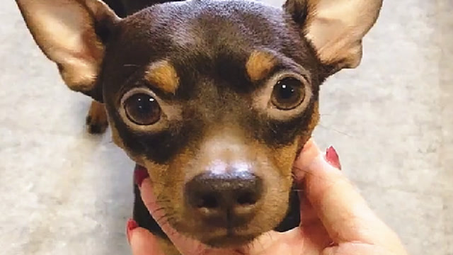 啵啵乐每天最激动的时刻,就是去主人卧室补个回笼觉,好可爱