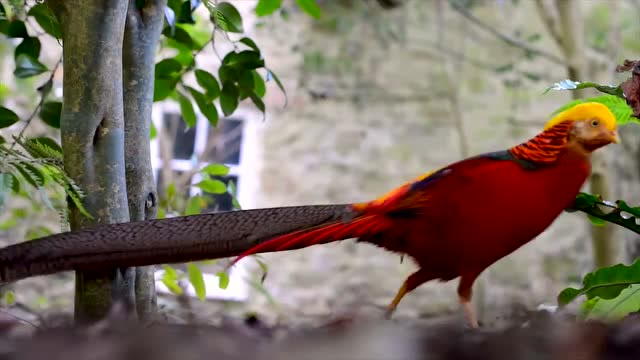 村民捉到一只野凤凰,村长到场后一看