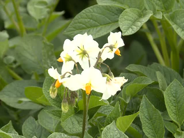 剑川东山洋芋花