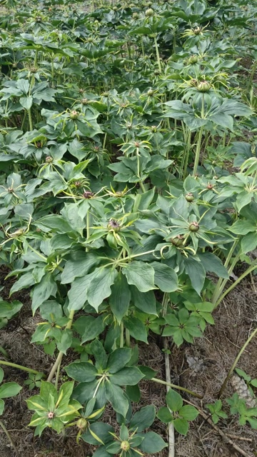 矮杆多芽滇重楼