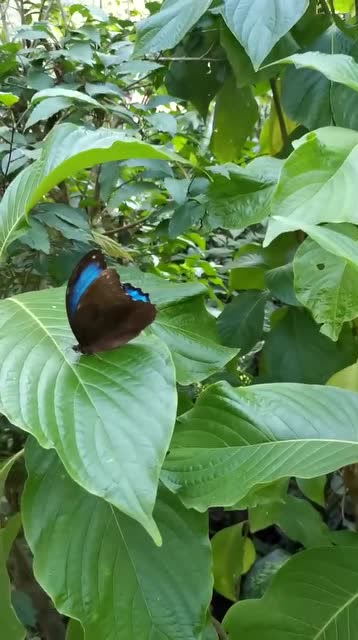 亚马逊最闪耀的蝴-蓝闪蝶.太美了