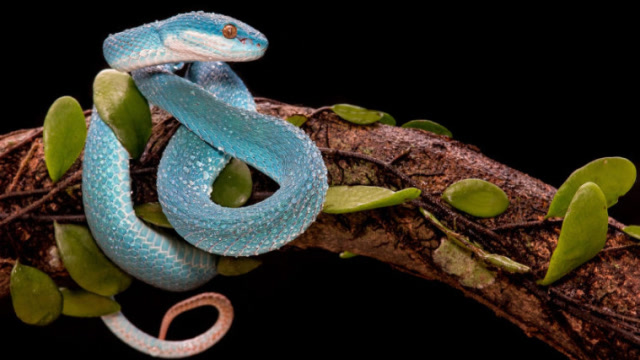 世界上最漂亮的"蛇",数量极其稀少,每条的价格高达上百万!