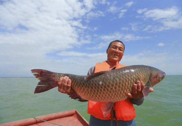 当初三峡建成时,放养了近万条"大鱼",如今这些鱼怎么样了?