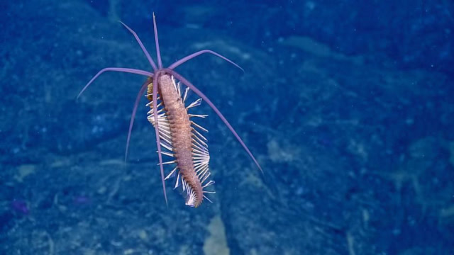 深海蠕虫图片