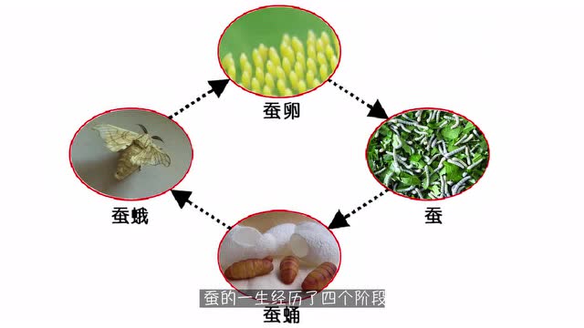 看完蚕的一生你就懂了