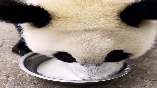 喝牛奶的大熊猫,不愧是公认的国宝,完全长在萌点上!