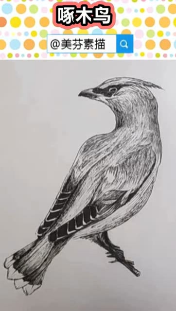 教你画一只好看的小啄木鸟速写!画小动物小鸟手绘画!