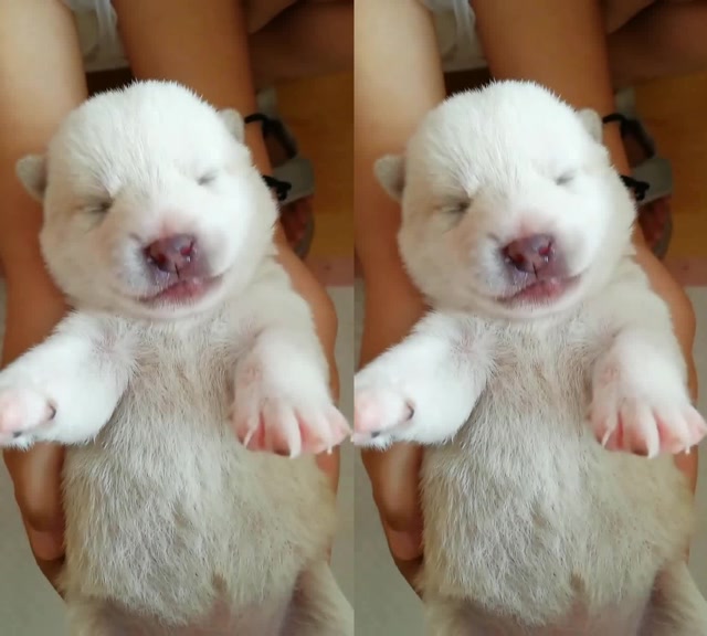 超可爱的一只小奶狗,叫声奶声奶气的,太好玩了