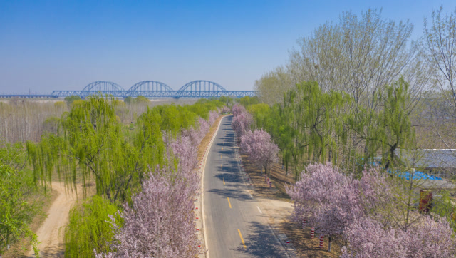 航拍济南黄河大坝,20公里"樱花大道"美不胜收