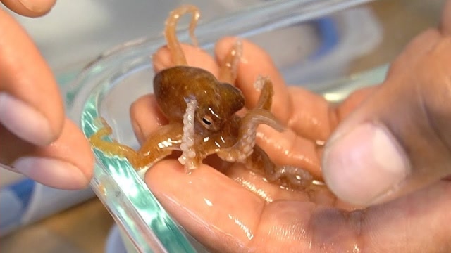 章鱼宝宝一出生,为什么章鱼妈妈就会自杀?答案让人不寒而栗