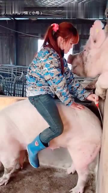 美女倒骑猪, 看看这个猪想干嘛, 二师兄也太搞笑了吧