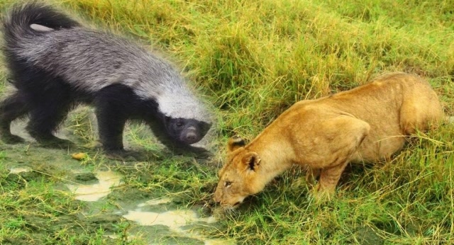 动物世界:平头哥蜜獾vs狮子,真是不怕死,谁都敢惹!