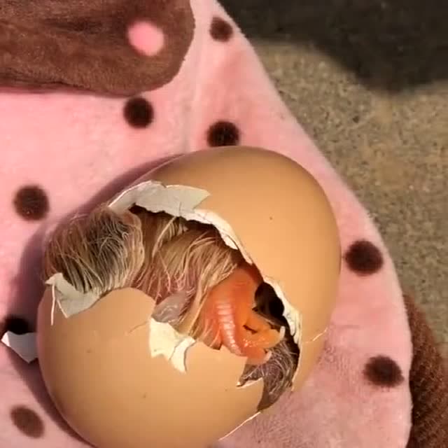 第一次仔细观看,鸡宝宝破壳而出的一幕,简直惊呆了