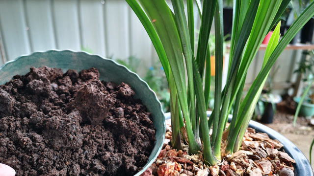 用羊粪养兰花,要谨记"5看"原则