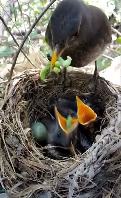 实拍鸟妈妈喂食小鸟,母爱太伟大了!