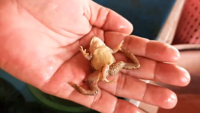 女子膝盖上跳来一只青蛙 仔细一看竟然有6条腿吓坏