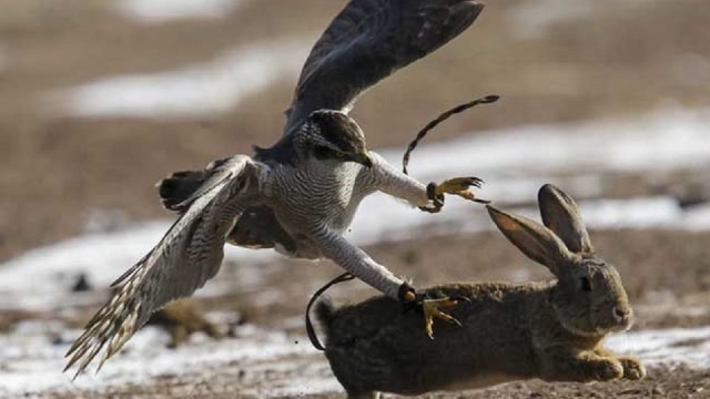 老鹰捕捉野兔,野兔竟使出一招"兔子蹬鹰",镜头记录精彩一幕!