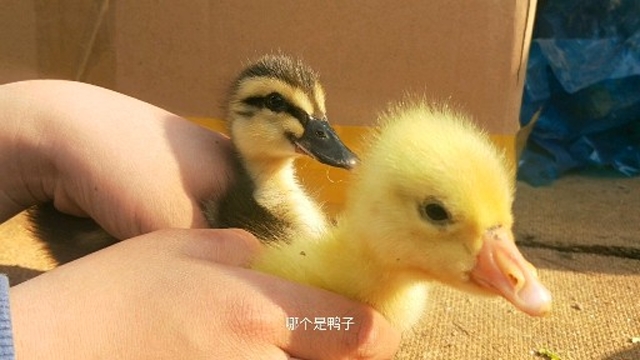 老丈人买的小鸡小鸭小鹅,你能分清小鸭和小鹅吗