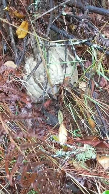 云南小夜蜂生存环境极强,什么地方都有它的踪影