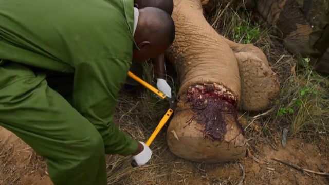 大象腿部受伤无法行走,救援队发现后,为大象的伤势感到痛心