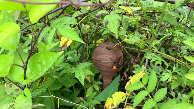 一般玩蜂的人眼睛都很厉害,刚刚坐下来就发现一窝小金环胡蜂