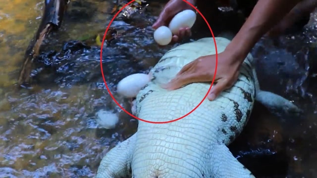 鳄鱼惨遭小伙剥肚,不料它从鳄鱼肚子滚出,镜头记录神奇一幕!