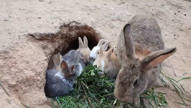 家养的兔子就喜欢吃窝边草,吃完就回洞里休息了