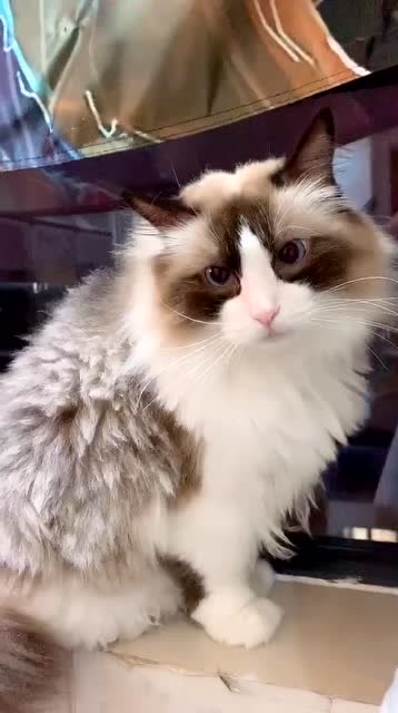 长得最像小浣熊的布偶猫,我们夸夸你,你也超美噢!