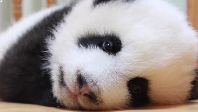 没有人能拒绝的深情眼神是什么样的?可爱到极点的小奶熊在线卖萌