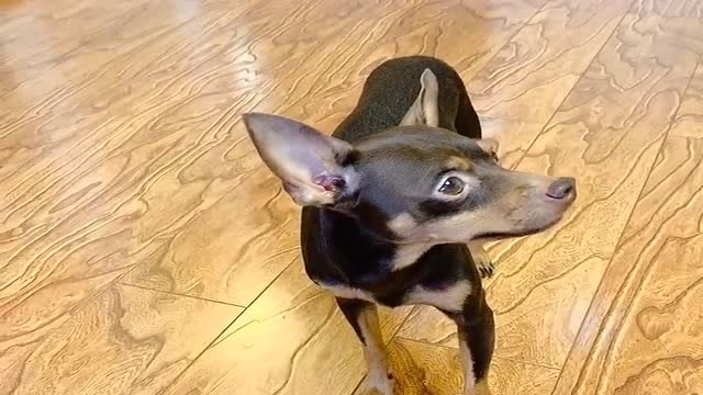 啵啵乐吃了主人的肉是有原因的,结局真懂事,逗