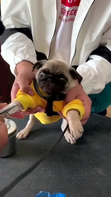 作为一只表情丰富的狗子,连打针都这么搞笑,真是太可爱了!