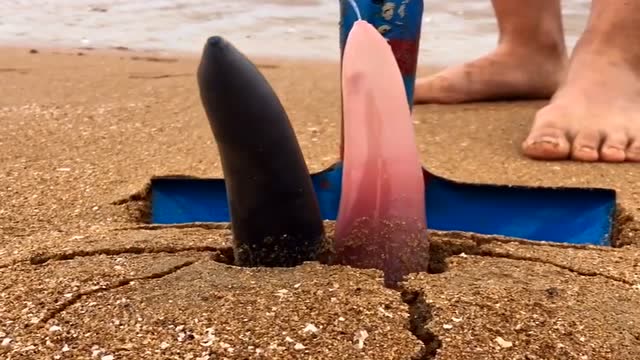 渔民发现两个海肠,用铁锨把它挖出来,这么大得五六年了