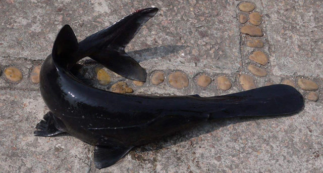 泰克鸭嘴鱼号称印度水中食人怪,为何对着人类有着极具攻击性?