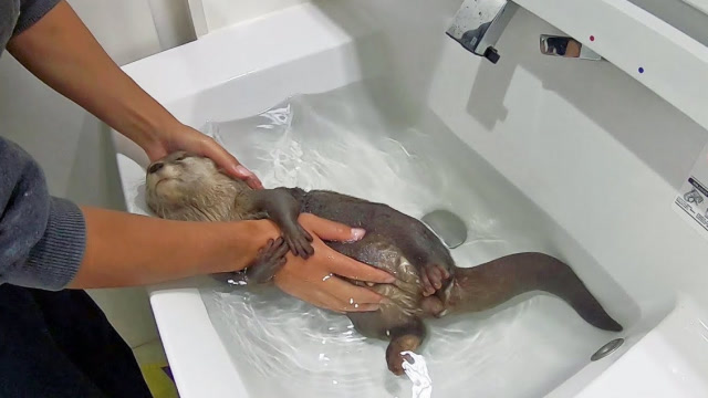 憨态可掬的小水獭,在主人手中洗澡样子,把我的心都融化了!