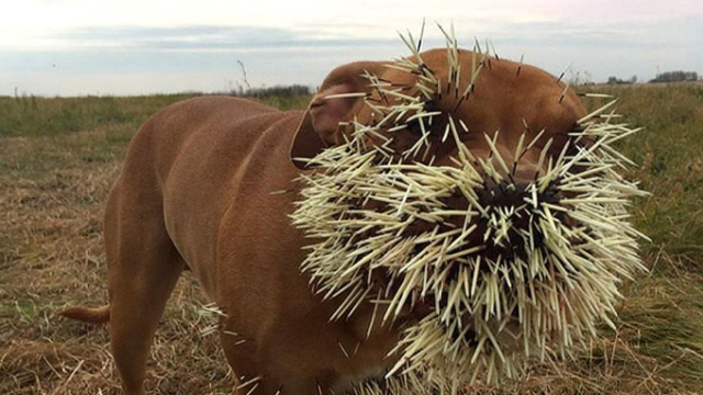 狮子pk豪猪,一口下去瞬间透心凉,豪猪:想借箭?