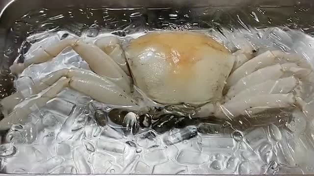 世界上比较少见的澳洲白蟹,国内一只要六千多元,等于我一个月的工资!